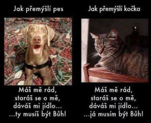 jak-premysli-pes.jpg